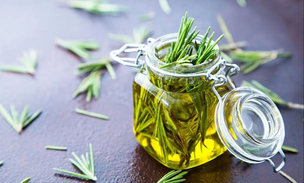 قیمت خرید عصاره روغن رزماری با فروش عمده